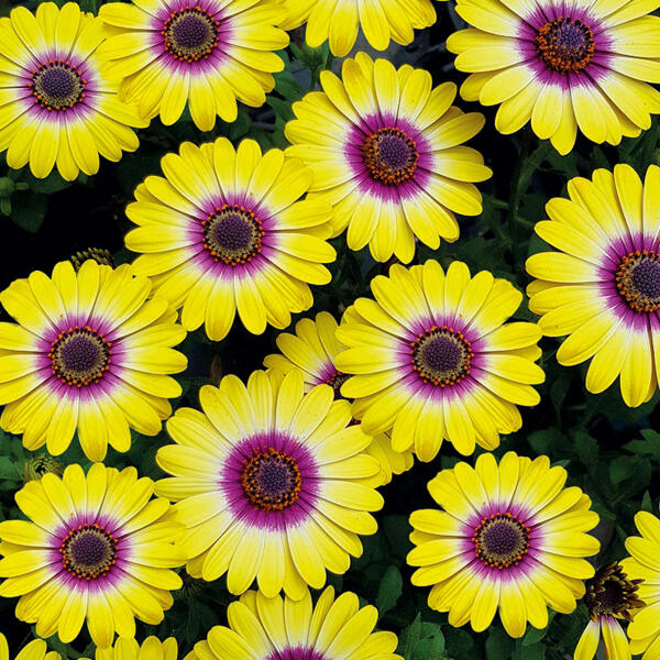 Exklusive Osteospermum