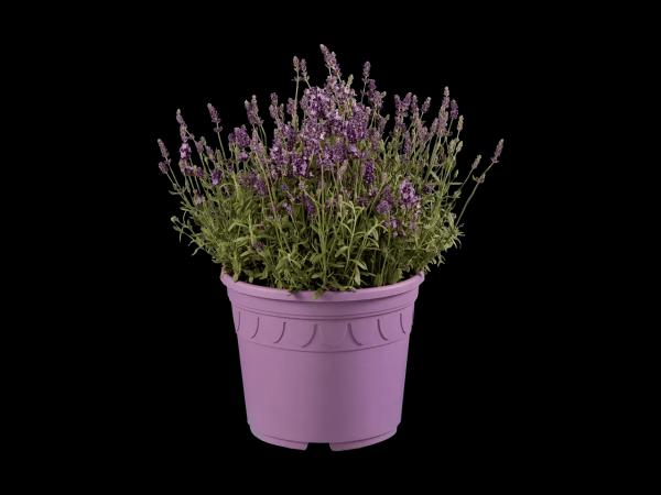 Lavendel angustifolia