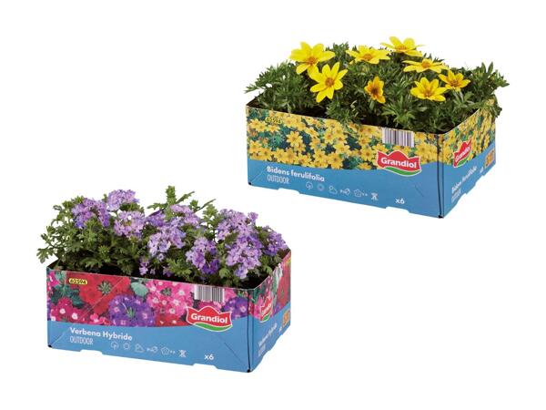 Bedplanter i 6‘er bakke