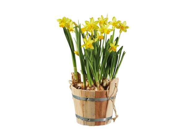 Bulbs