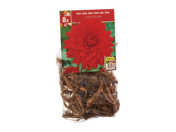 Dahlia Bulbs
