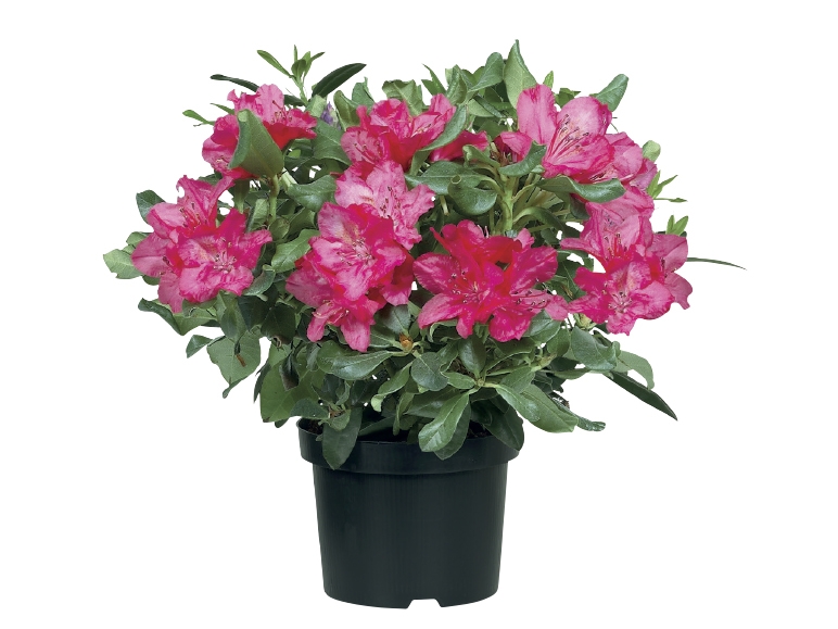 Rhododendron