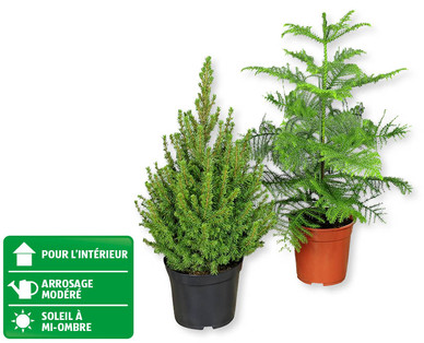 Épinette blanche/Araucaria