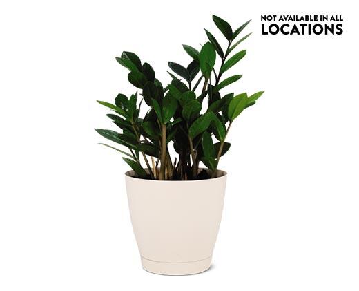 6" ZZ Plant