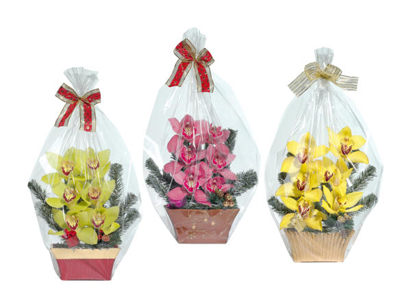 Orchidées de Noël, 6 fleurs