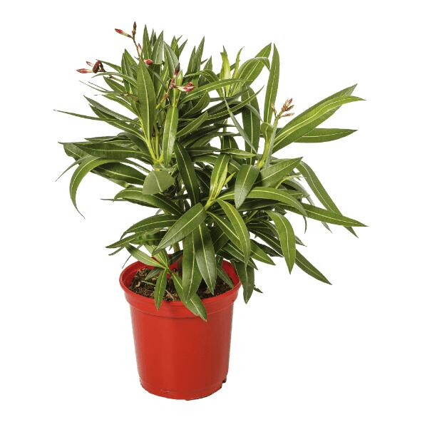 Mediterraan boompje