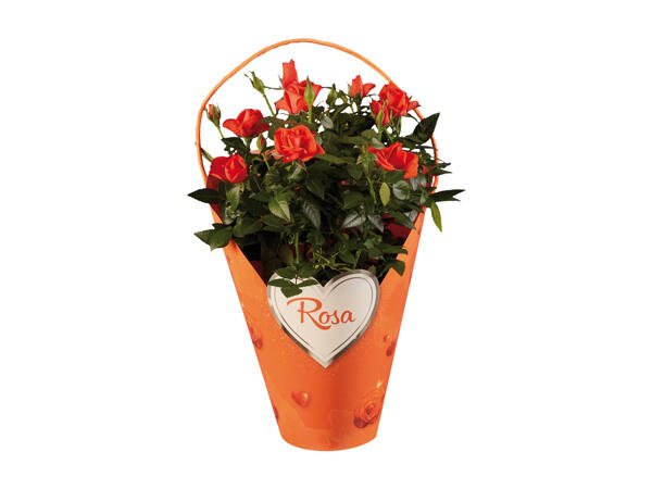 Roses in a Decorative Pack
