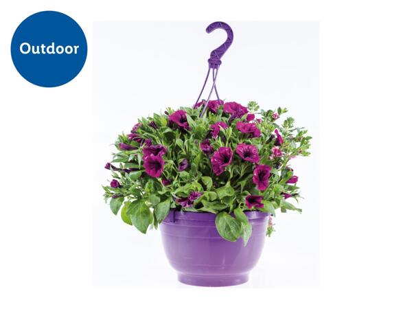 Large Hanging Planters