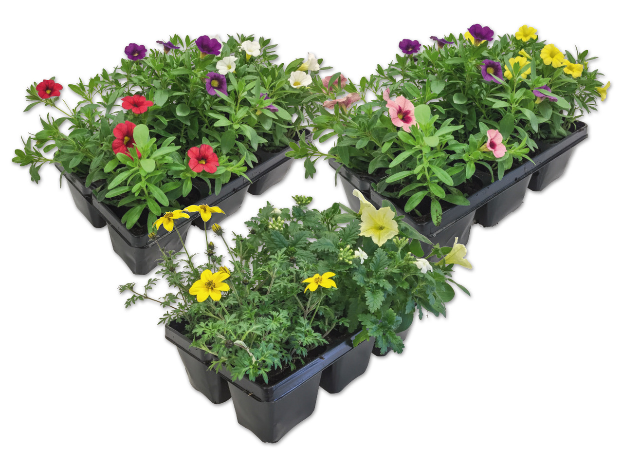 Beetpflanzen Kollektion im 6er Tray
