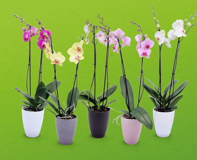 Orchidee in Keramik