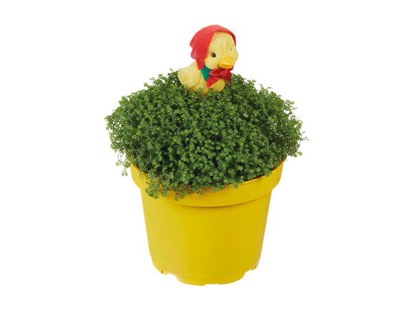 Selaginella with Easter Decoration