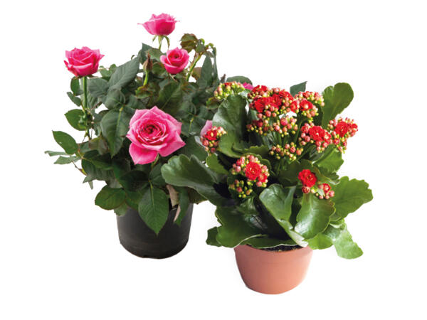 Flowering plants mix
