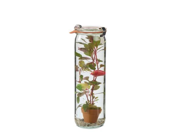 Aquatic Plant