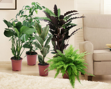 Feng Shui Energiepflanze