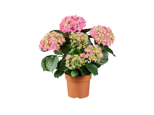 Hydrangea