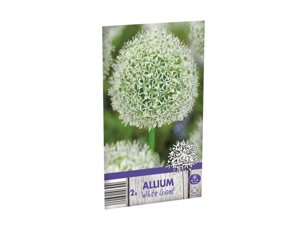 Allium blomsterløg