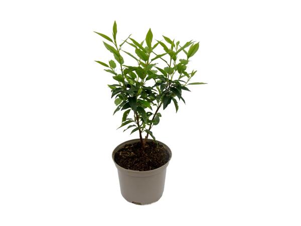 Portuguese Laurel