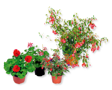 Fleur de balcon Saisonflor