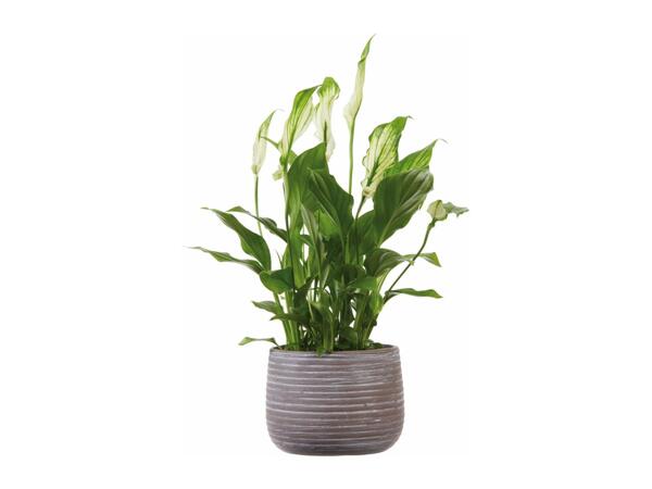 Peace Lily in Ceramic