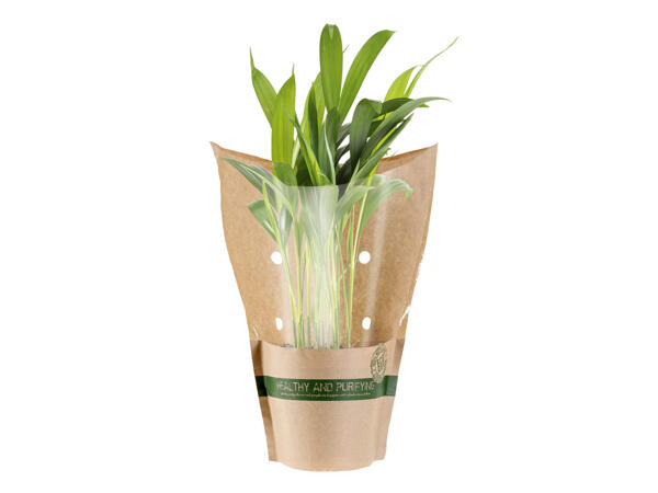 Air Purifying Plants