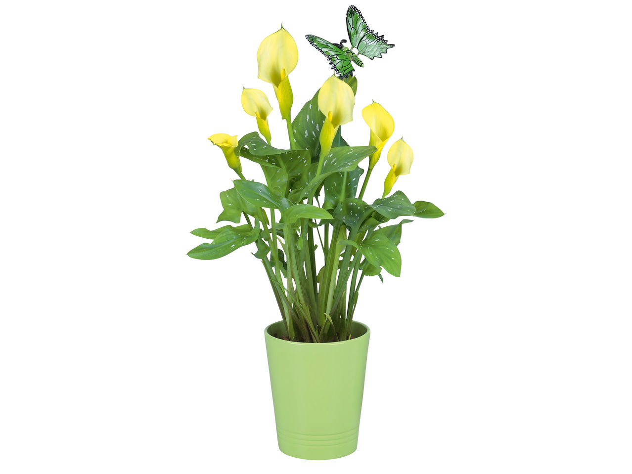 Calla im Keramikübertopf