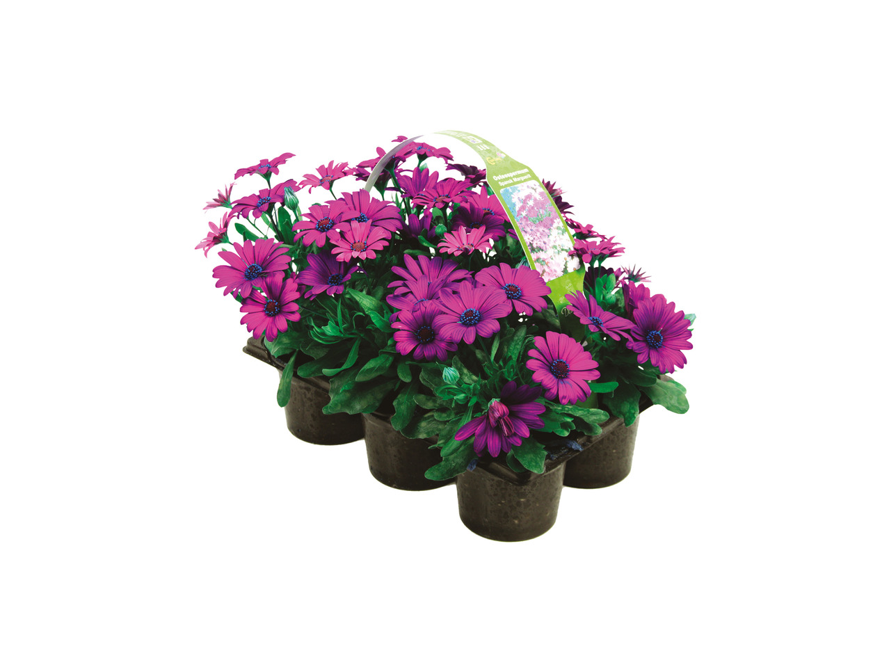 Osteospermum i 6'er bakke