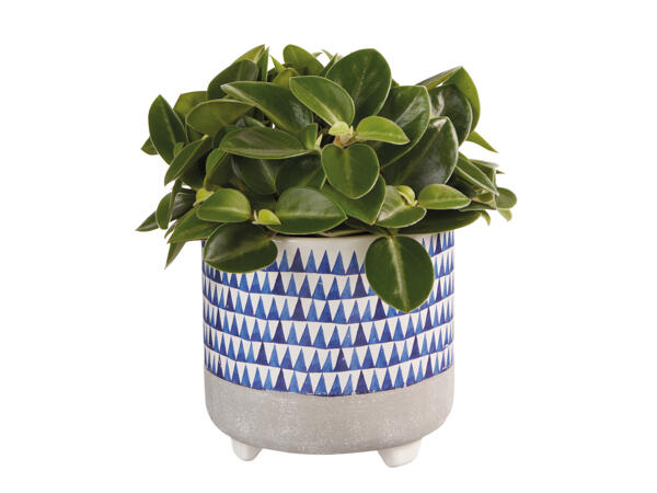 Green Plant in Blue Ceramic