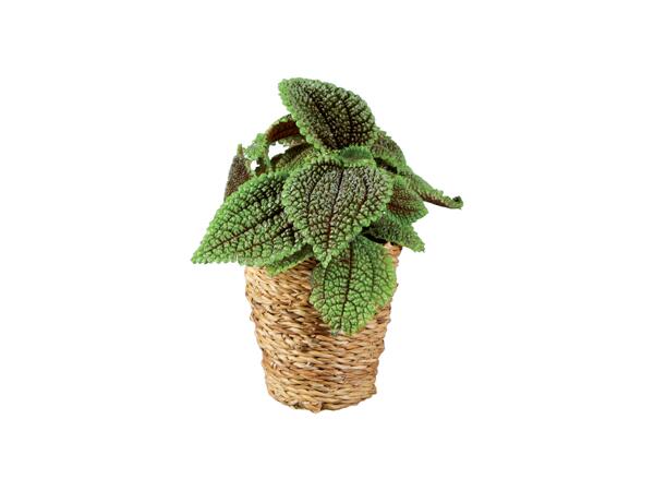 Green plants