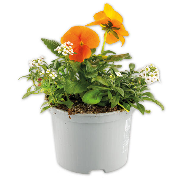 Viola-Lobularia Duo