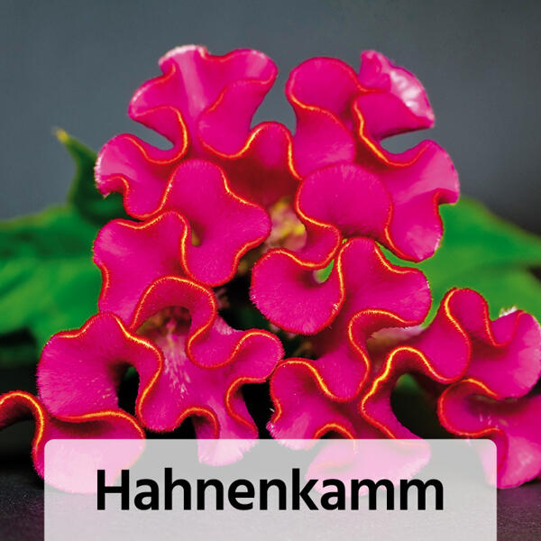 Farb-Akzente für Gartenfreunde