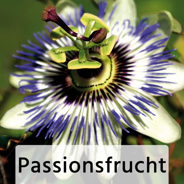 Exotische Früchte