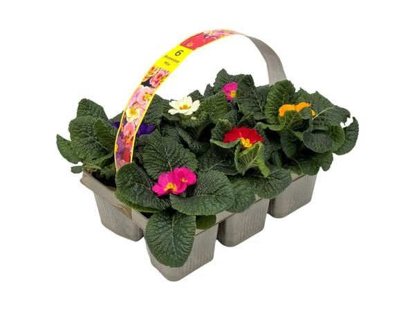 Primroses