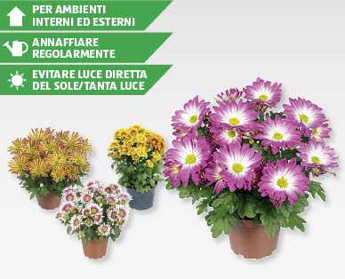 Crisantemi estivi GARDENLINE(R)