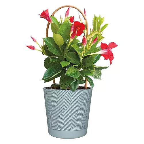Assorted Potted Summer Tropical Plant