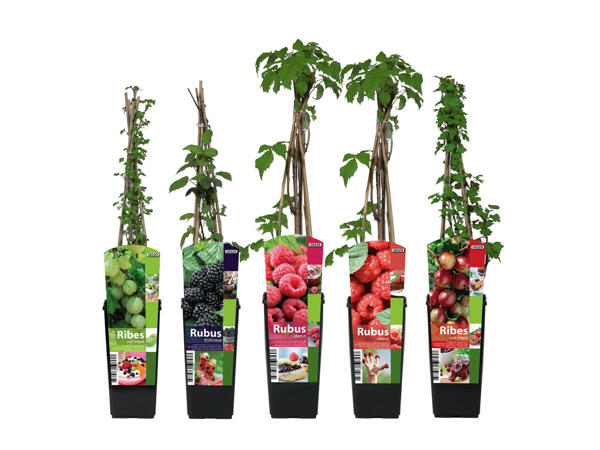 Berry Bushes in 2 Litre Pot