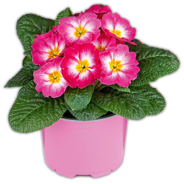 Primel in Sonderfarben