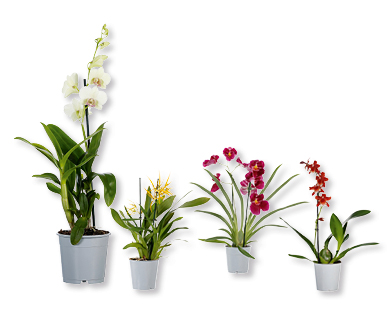 Orchidées GARDENLINE(R)