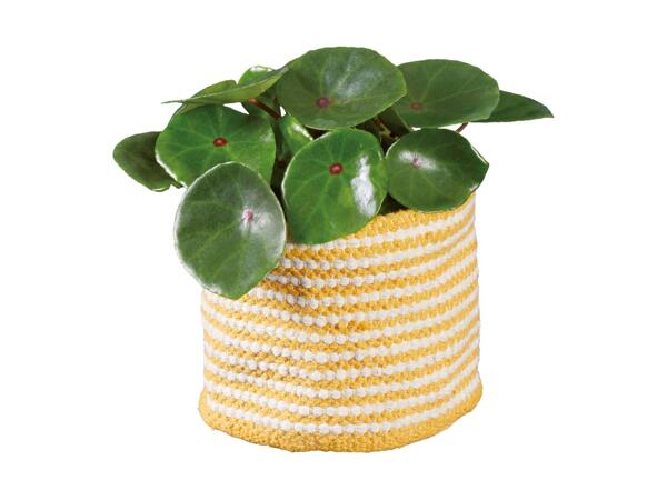 Cosy Indoor Plant