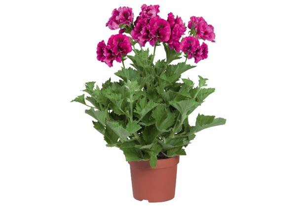 English Geranium