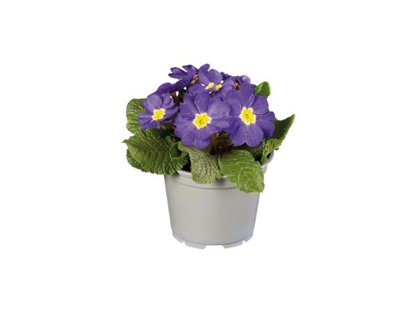 Primula XXL
