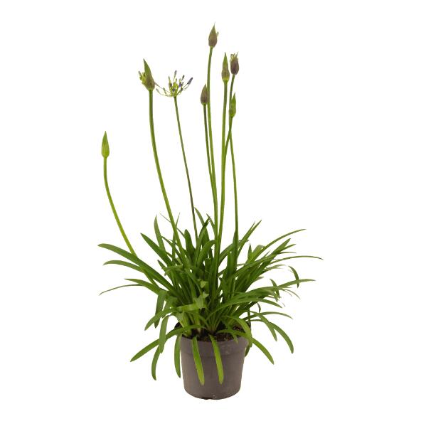 GARDENLINE(R) Agapunthus