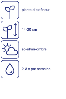 Géraniums, 6 pcs