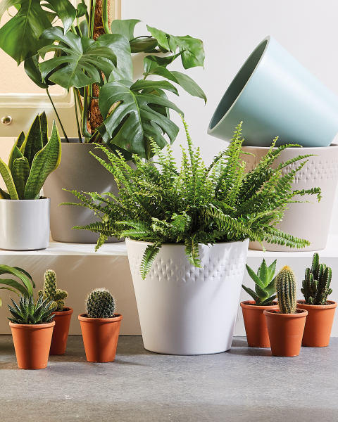 Cacti and Succulents