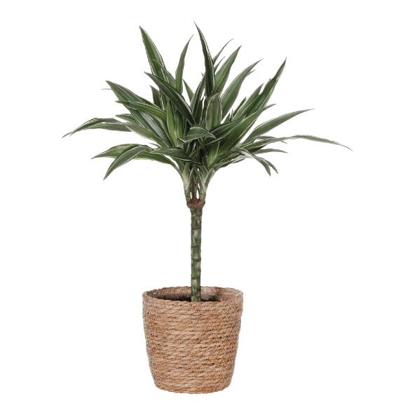 Plante solitaire