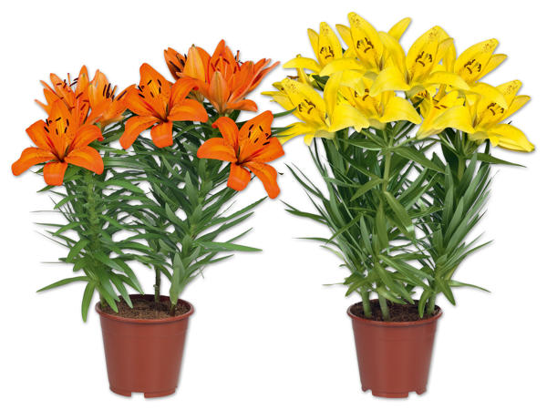 Asiatische Lilien