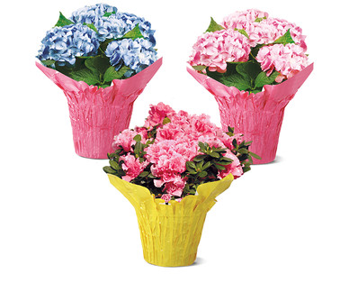 6" Azalea or Hydrangea