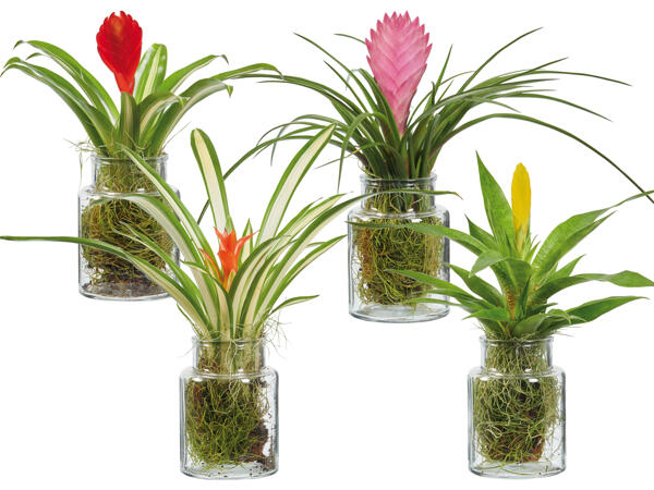 Bromelie mit Tillandsia im Glastopf