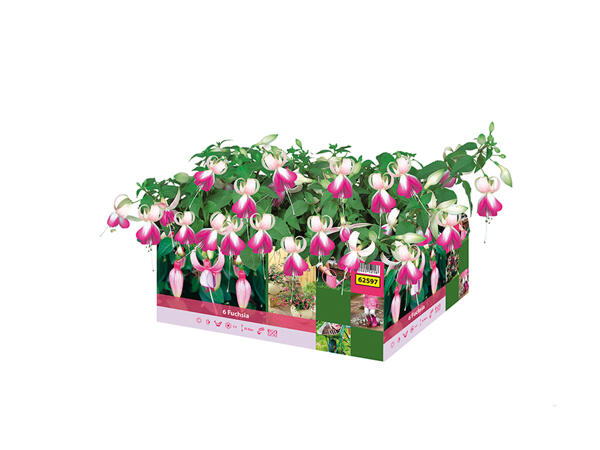 Fuchsia
