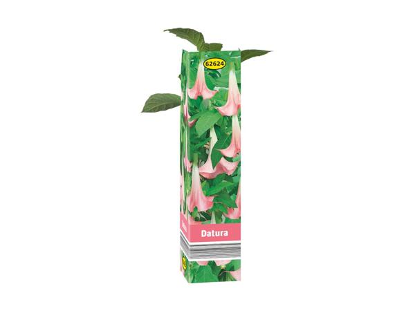Summer Plant Selection