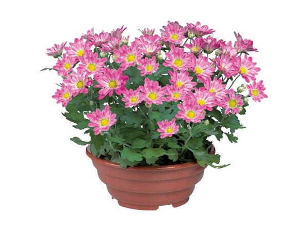 Blomstrende plante i skål